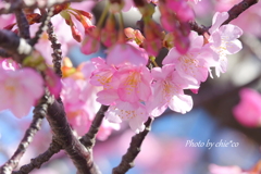 三浦海岸の河津桜-110