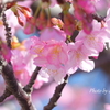 三浦海岸の河津桜-110