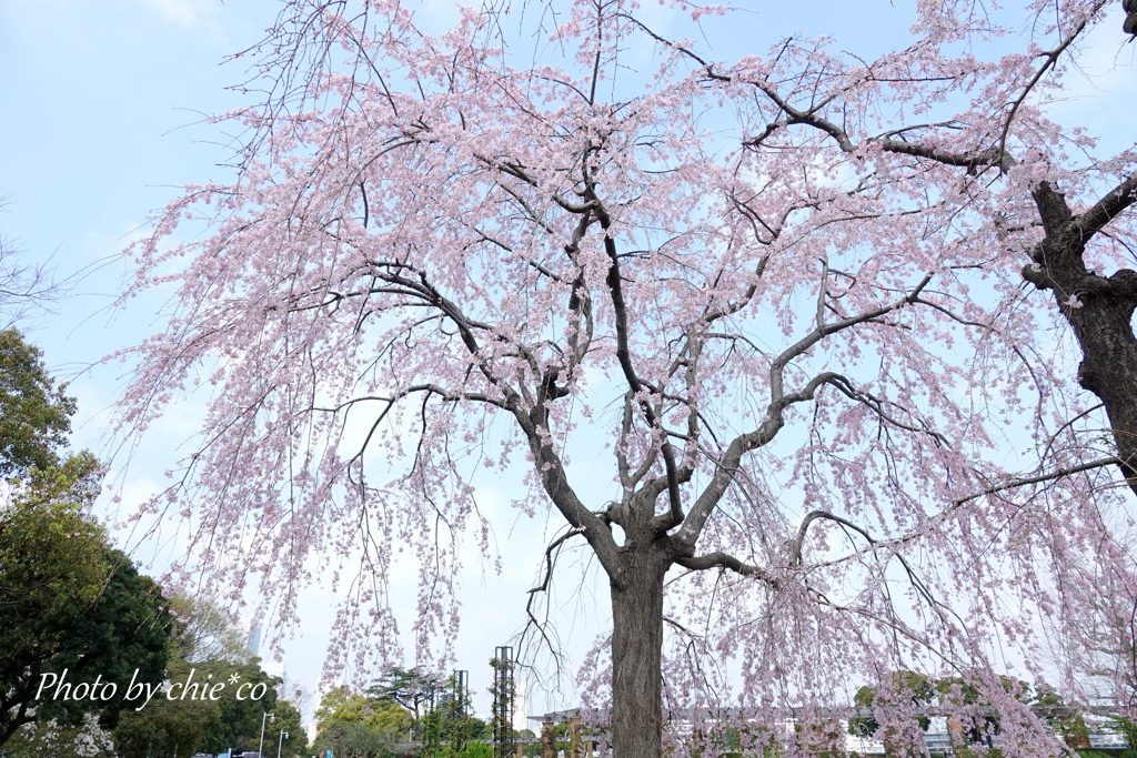 山下公園のしだれ桜。。