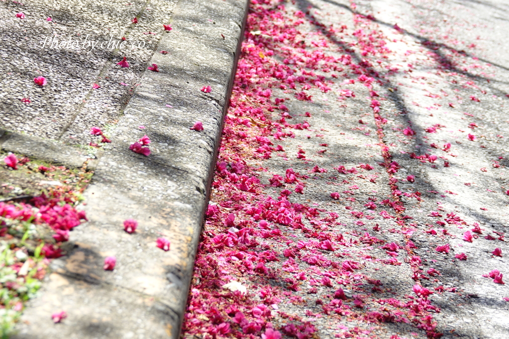 横浜関内の早咲き桜-135