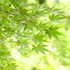 一条恵観山荘-188