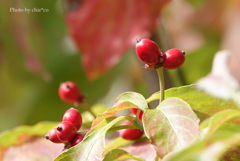 山手イタリア山庭園-011