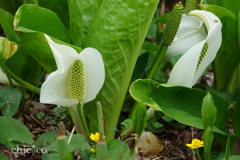 箱根湿生花園-218