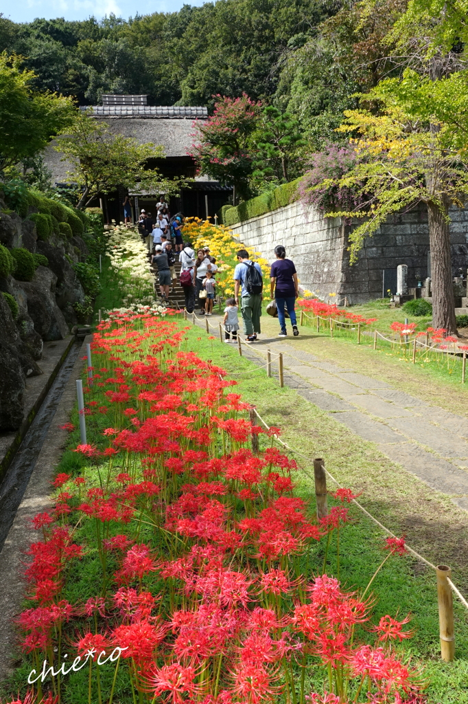 西方寺-166