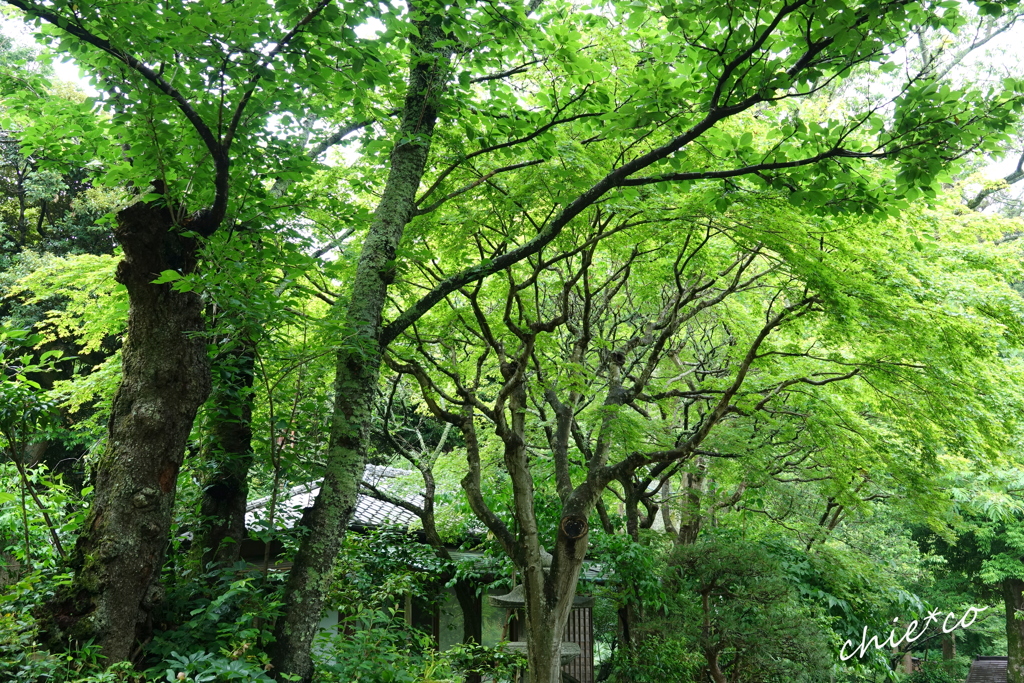 浄智寺-105