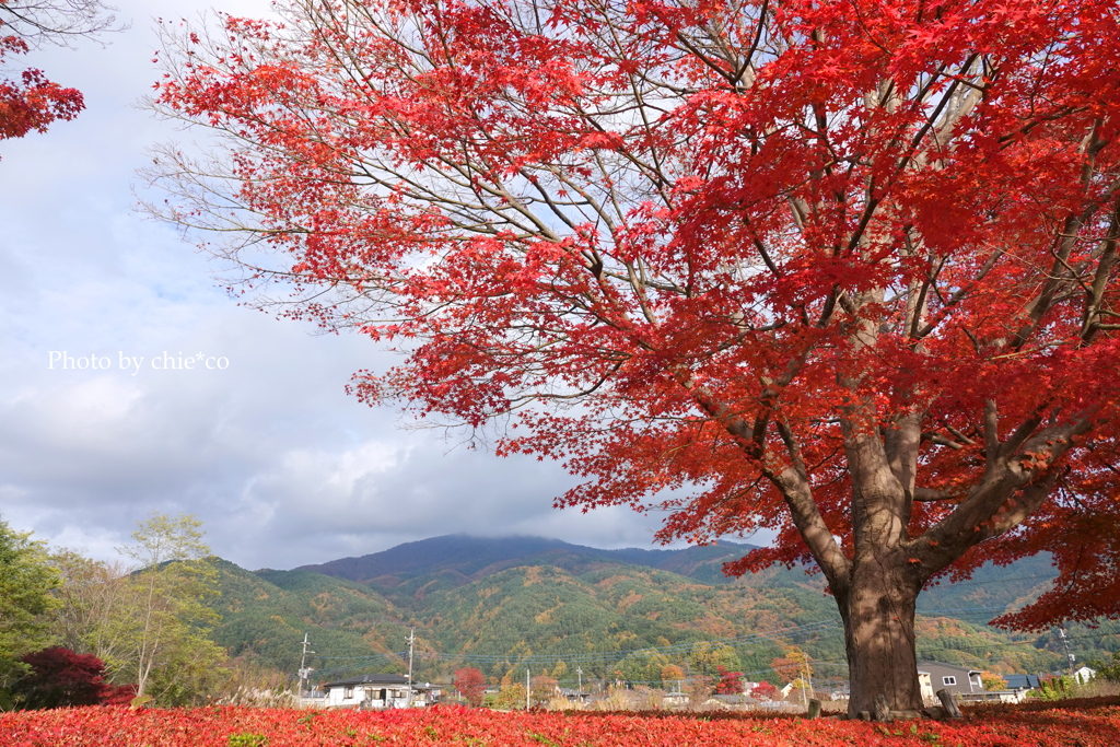 紅葉の河口湖畔-001