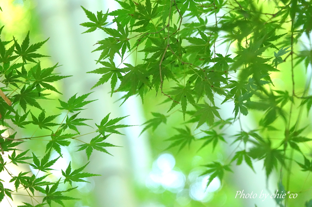 鎌倉-288