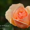 大船フラワーセンター-437