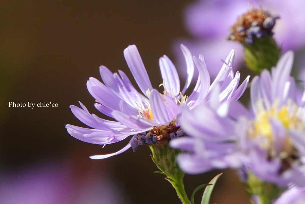 山手イタリア山庭園-181