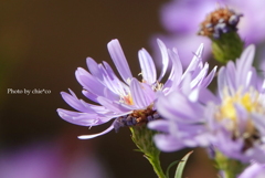 山手イタリア山庭園-181