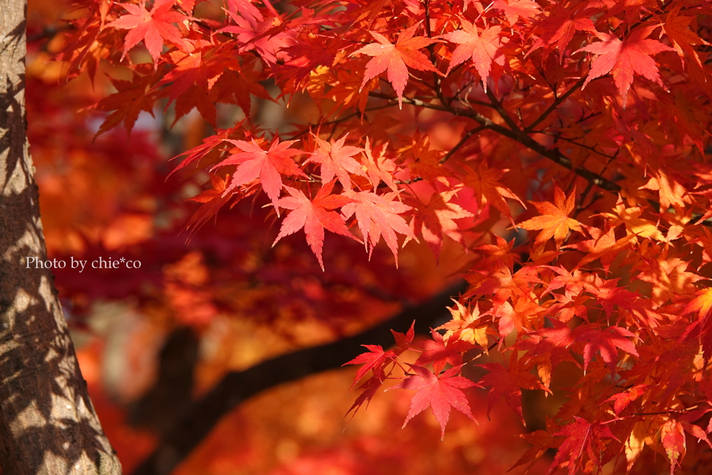 紅葉の河口湖畔-012