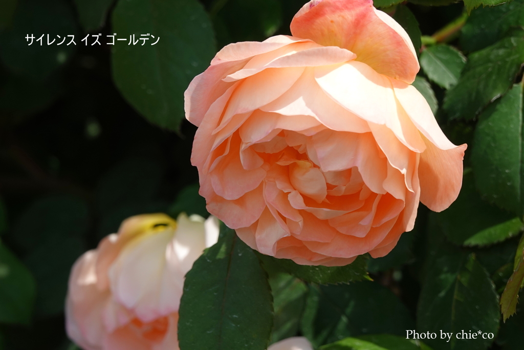 山下公園-108