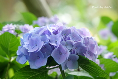 山手イタリア山庭園-115