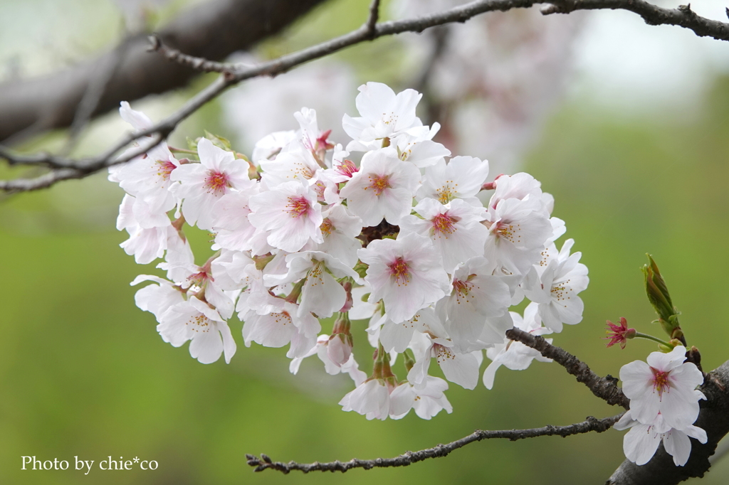 鎌倉～桜の季節-289