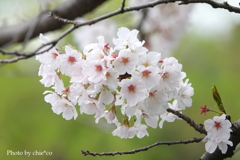 鎌倉～桜の季節-289