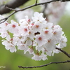 鎌倉～桜の季節-289