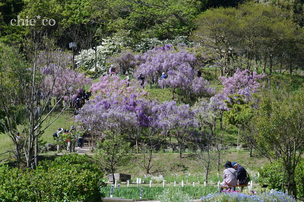 横須賀しょうぶ園-201