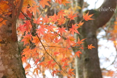 岡田美術館庭園-081