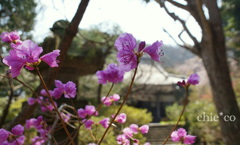 みつばつつじの彩る風景。。