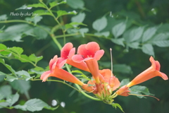 アメリカ山公園-002
