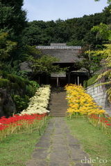 三色の彼岸花。。～西方寺～1