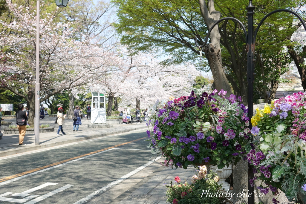 横浜＊桜さんぽ-231