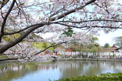 鎌倉～桜の季節-283