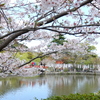 鎌倉～桜の季節-283