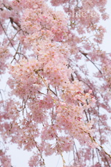 しだれ桜咲く・・山下公園～2