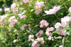 横浜 Rose Week-251