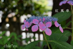 瀬戸神社～山あじさい-377