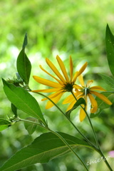 菊芋（きくいも）の花。。