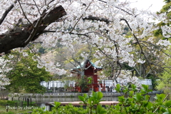 鎌倉～桜の季節-286