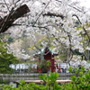 鎌倉～桜の季節-286