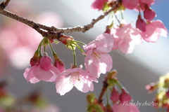 横浜関内の早咲き桜-111