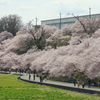 春めき桜-182