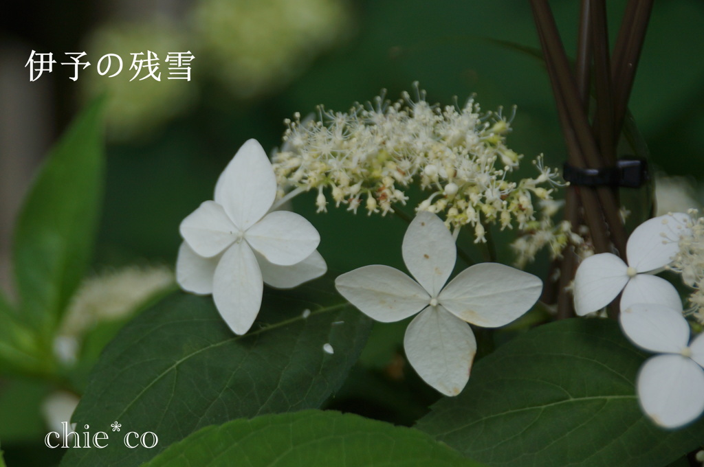 瀬戸神社～山あじさい-388