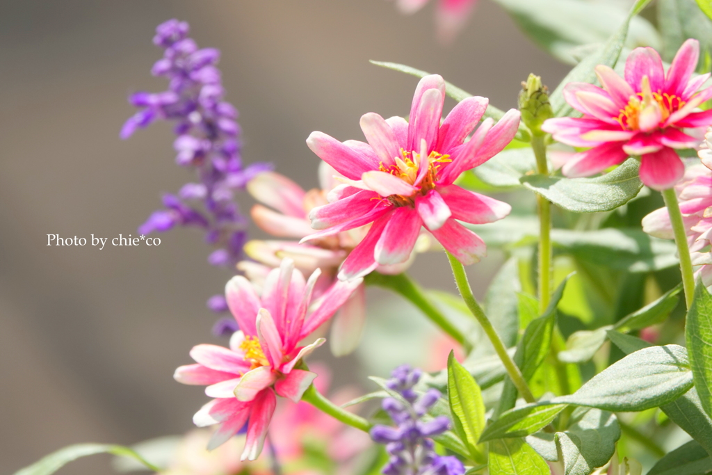 アメリカ山公園-075