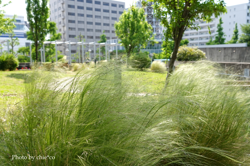山下公園-088