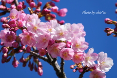 三浦海岸の河津桜-118