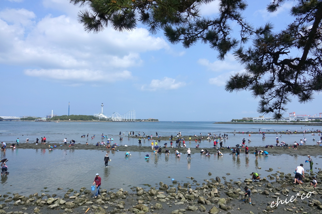 潮干狩りをするひとびと。。