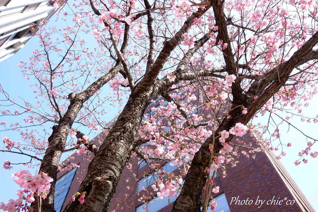 横浜関内の早咲き桜-125