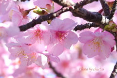 三浦海岸の河津桜-108