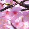 三浦海岸の河津桜-108