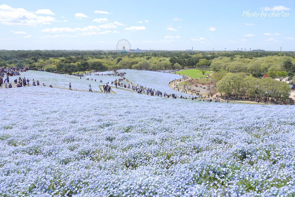 ひたち海浜公園-120