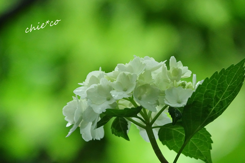 紫陽花。。