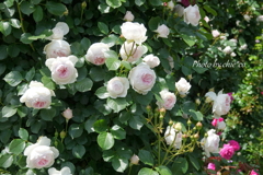 横浜 Rose Week-341
