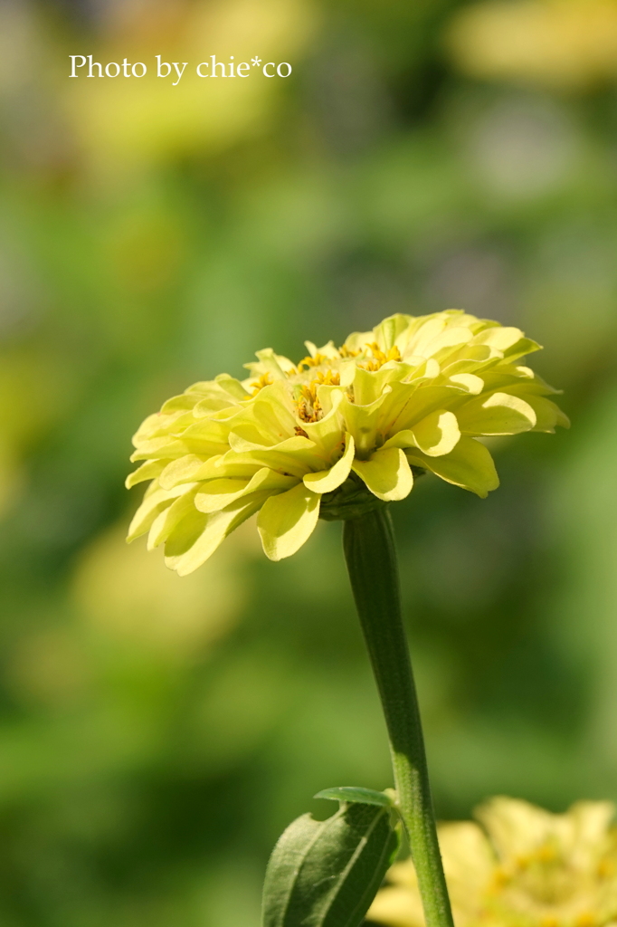 港の見える丘公園-196