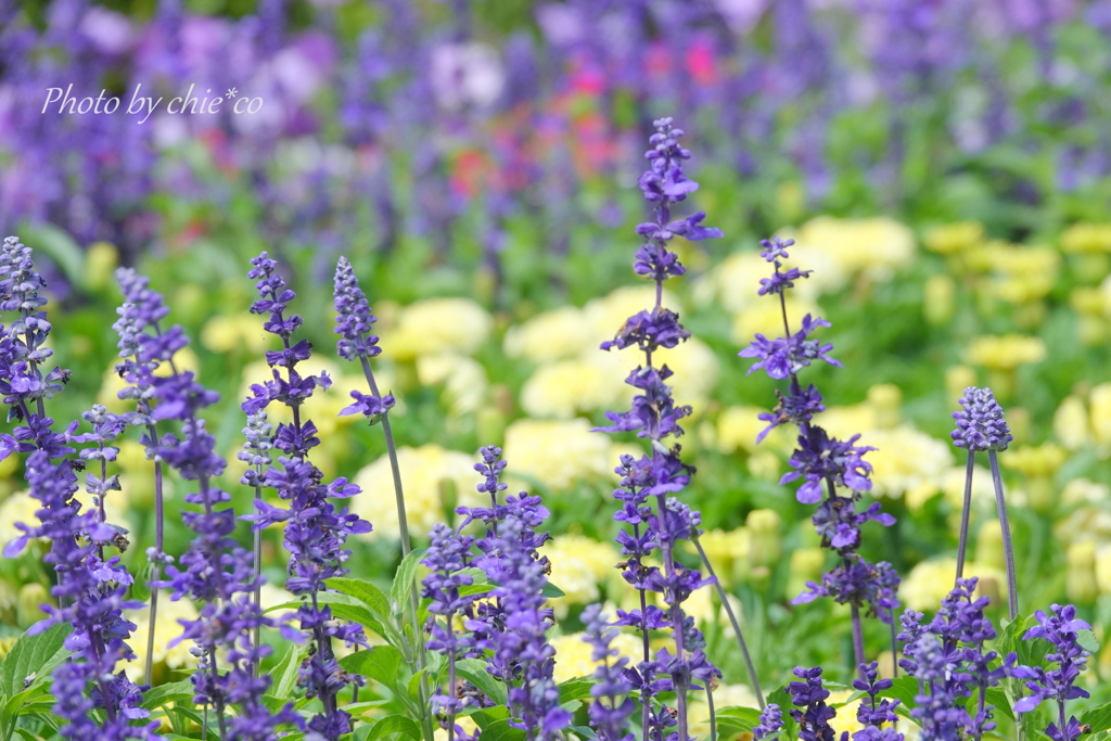 イタリア山庭園-161