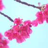 横浜関内の寒緋桜-010